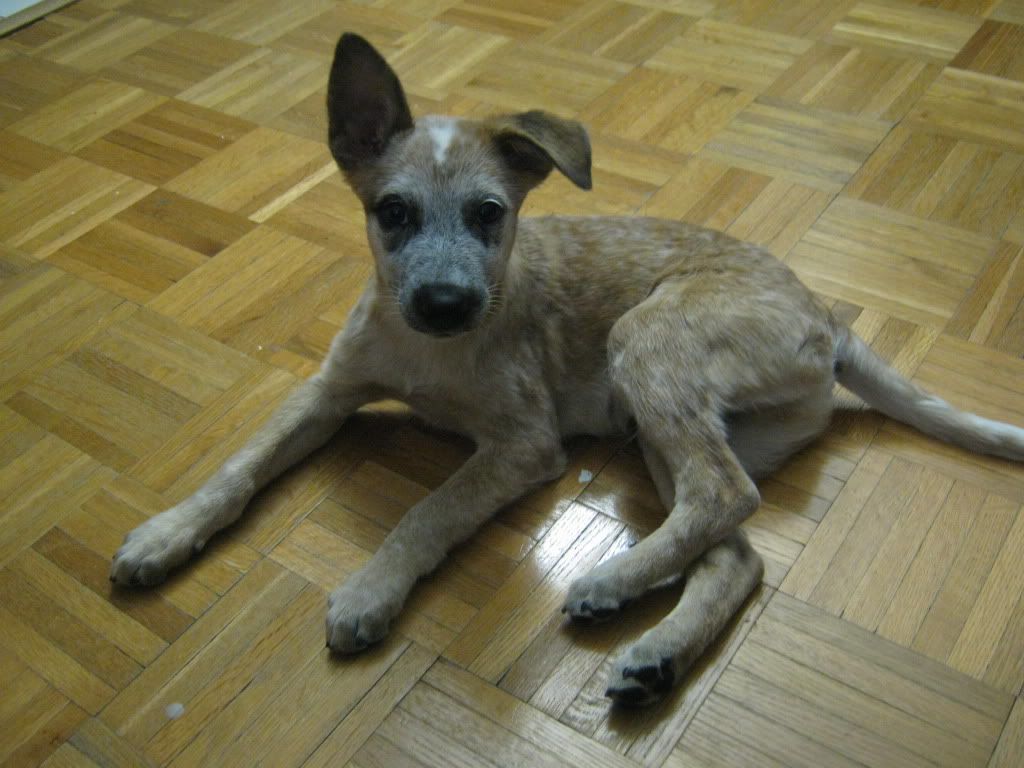 Louie, the Australian Cattle Dog